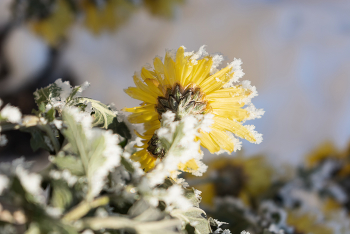 Был первый день Зимы... / 01-12-2022.