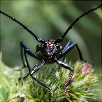 &nbsp; / Усач мускусный (Aromia moschata)