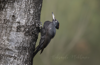 Black Woodpecker / Желна