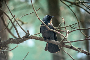 Серая Галка / Nikon d 700 + Vivitar 75-205 +2x конвертор