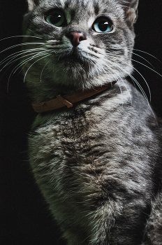 Кошечка Маруся / Nikon d 700 + Nikon 50 mm 1.8