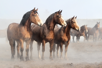 Лошади в тумане / Лошади в апрельском тумане