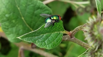 Муха / Зелёная муха на зелёном лопухе