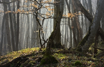 Весенний лес / Утро
