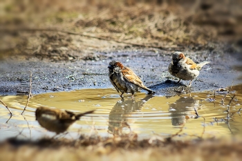 С легким паром! / https://www.youtube.com/watch?v=6P7WTNI2uNw