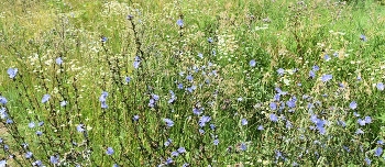 дикие цветы / _____