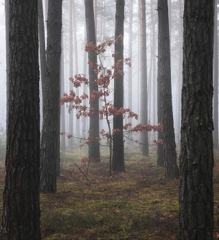 В лесу туман / Туманное утро