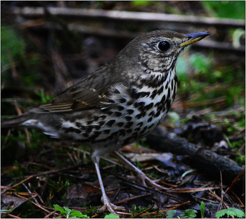 Дрозд. / Певчий дрозд - Turdus philomelos.