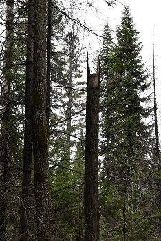 бэтмен № / _____