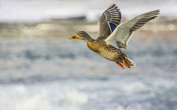 Речная красавица / Утка кряква. Россия. Тула. Река Упа.