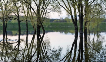 Деревья отражаются в воде... / Весна за городом.