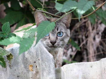 Внимание / Кошка на природе