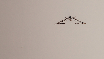 Жизнь вокруг / Описание