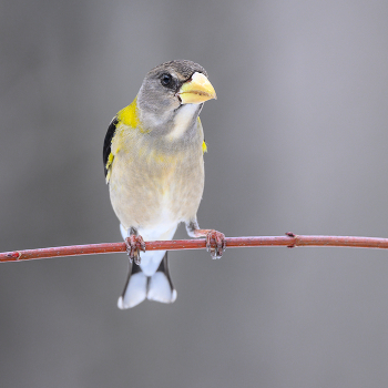 Evening grosbeak (female) / Evening grosbeak (female)