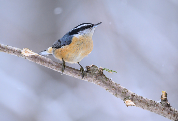 Red-breasted nuthatch / Red-breasted nuthatch