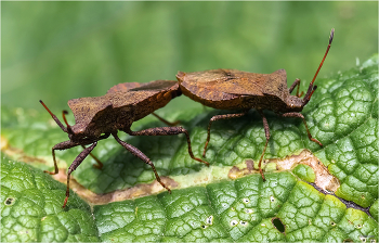 Тяни-толкай / Краевик щавелевый (Coreus marginatus)