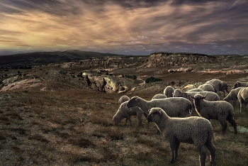 Про овечичек. / Турция