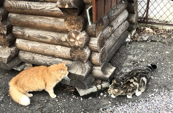 Знакомство / ***