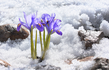 Последний снег и первые цветы на альпийской горке / ​​Иридодиктиум - луковичные ирисы, которые зацветают одновременно с первоцветами​.