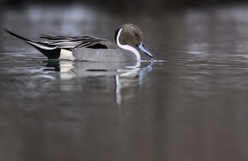 Northern pintail (male) / Northern pintail (male)