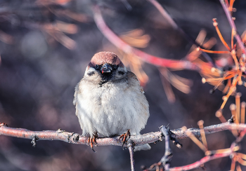 послеобеденный перерыв.. / скоро весна..