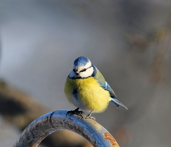 &nbsp; / весна, птицы