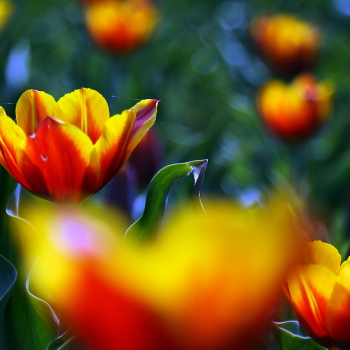 Весна / Тюльпаны