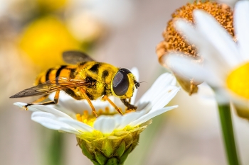 &nbsp; / Schwebfliege bei der Nahrungsaufnahme