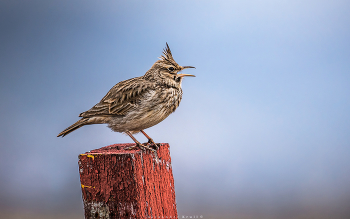 Хохолок / Хохлатый жаворонок.