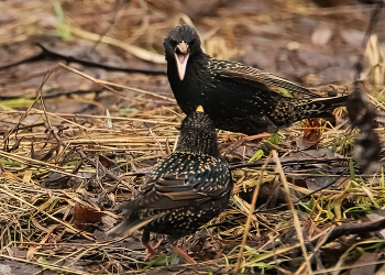 Скворец не доволен! / Скворцы