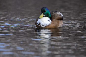 Domestic or Manky Mallard (hybrid) / Эта кряква щеголяет белым оперением на груди.
Однако сам по себе нагрудник не делает утку домашней)


This Mallard, flaunts a bib. However, the bib alone doesn’t make the duck domestic as bibs do occur very rarely in wild Mallards. On the other hand, the drake’s bulk suggest a certain degree of mankiness.