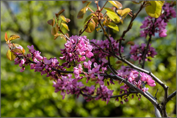 На дворе апрель. / Апрель. Анапа.