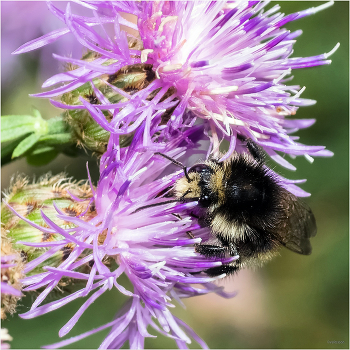 &nbsp; / Шмель-кукушка бородатый (Bombus barbutellus)