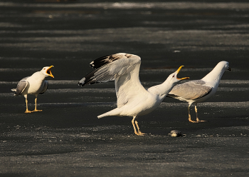 А я рыбку поймал! / чайки