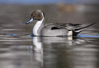 Northern pintail (male) / Northern pintail (male)