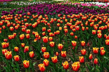 Парадный строй / Крым, Никита, Никитский ботанический сад. 4-го апреля в Никитском ботаническом саду открылся ежегодный &quot;Парад тюльпанов&quot;.