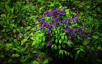 цикл дюны; цветение / _____