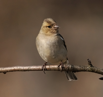 &nbsp; / Зяблик