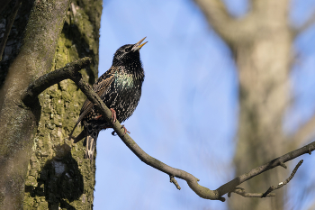 Весенние трели / Скворец