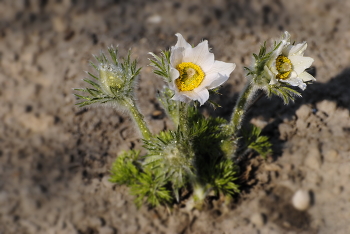 &nbsp; / Сон-трава. Прострел.