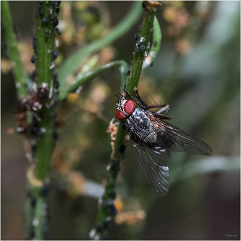 &nbsp; / Серая мясная муха (Sarcophaga carnaria)