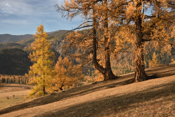 Утренние прогулки / Алтай