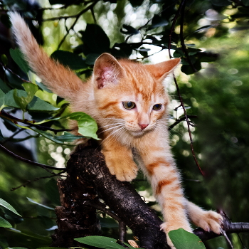 Диагональный котёнок / У меня под окном