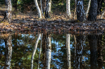 Талые воды... / Ранняя весна этого года...
