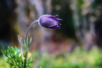 Сонная картинка / ***