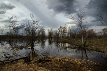Припятское Полесье / Половодье