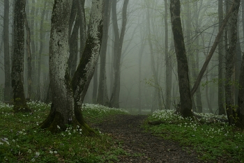 Туманный рассвет / Весна