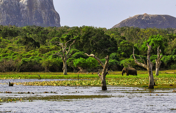 В Национальном парке Яла / Шри-Ланка, Национальный парк Яла