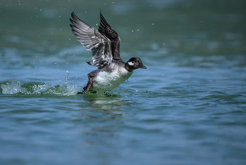 Bufflehead (f) / Bufflehead (f)