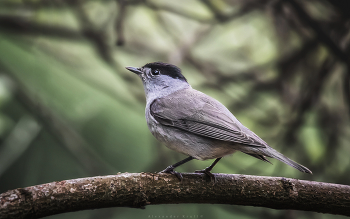 Поющий в кустарнике / Черноголовая славка (самец). Эти прекрасные певуны вернулись из мест зимовки домой, на свои гнездовые участки, и парами уже заняты обустройством гнезд.